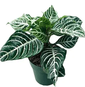 Zebra plant