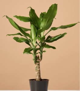 dracaena Fragrans in black pot with orange background