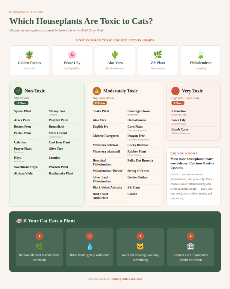 Is Your Houseplant Toxic to Cats? 50 Plants Checked - Houseplants Nook