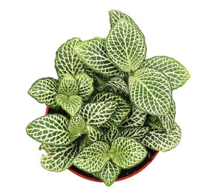 nerve plant