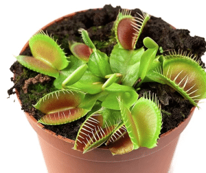 Venus Flytrap in a red pot