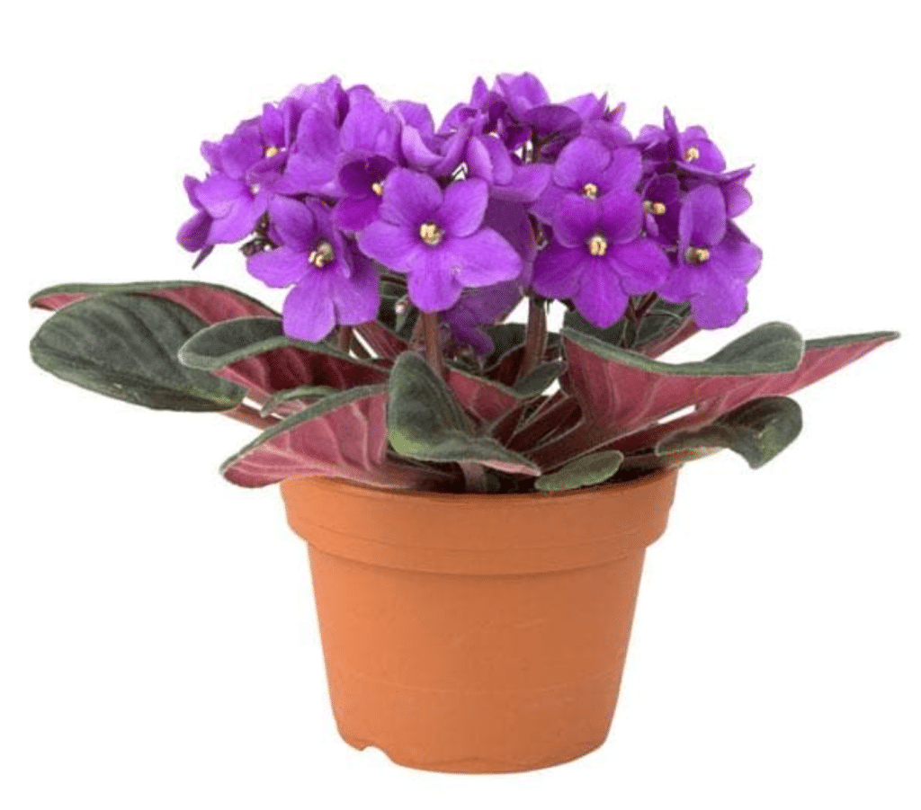 african violet in brown pot