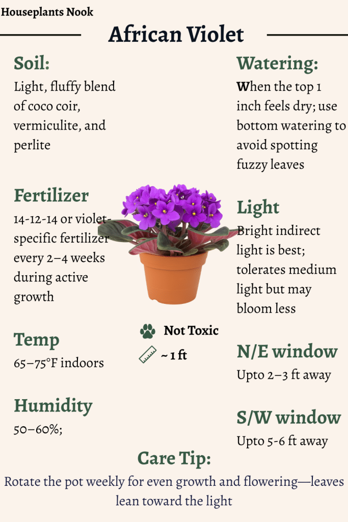 Ultimate African Violet Care Guide - Houseplants Nook