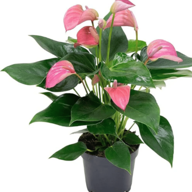 Ultimate Anthurium care guide
