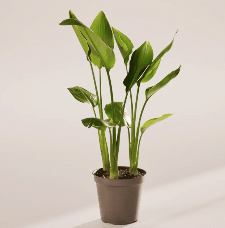 Ultimate Birds Of Paradise care guide