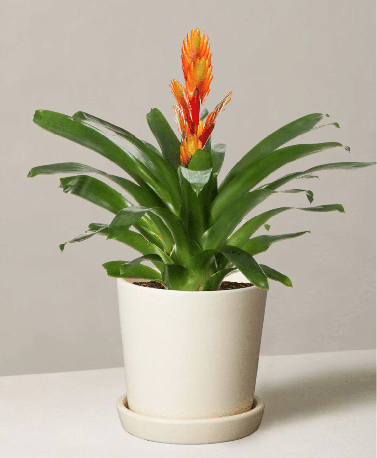 Ultimate Bromeliad care guide