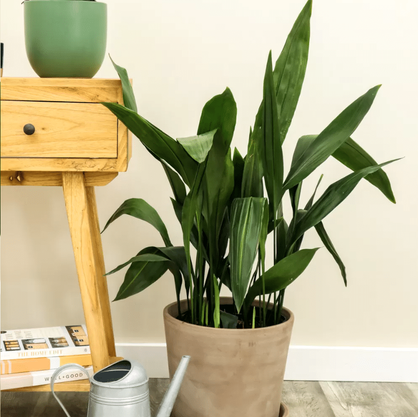 cast iron plant in a jute pot next to a table