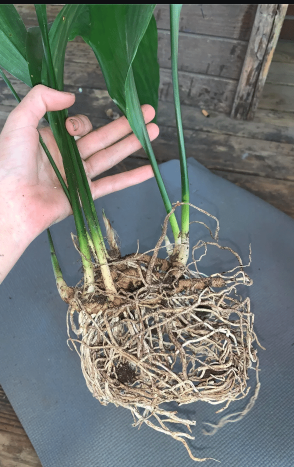 Cast Iron Plant Care: The Nearly Indestructible Pet-safe Houseplant -  Houseplants Nook