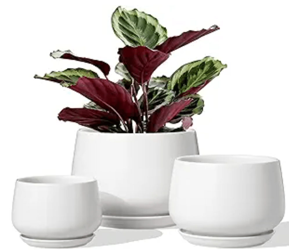 Ultimate jade plant care guide - Houseplants Nook