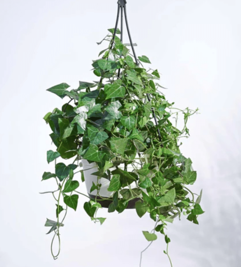 English Ivy Care: How to Grow and Keep It Under Control