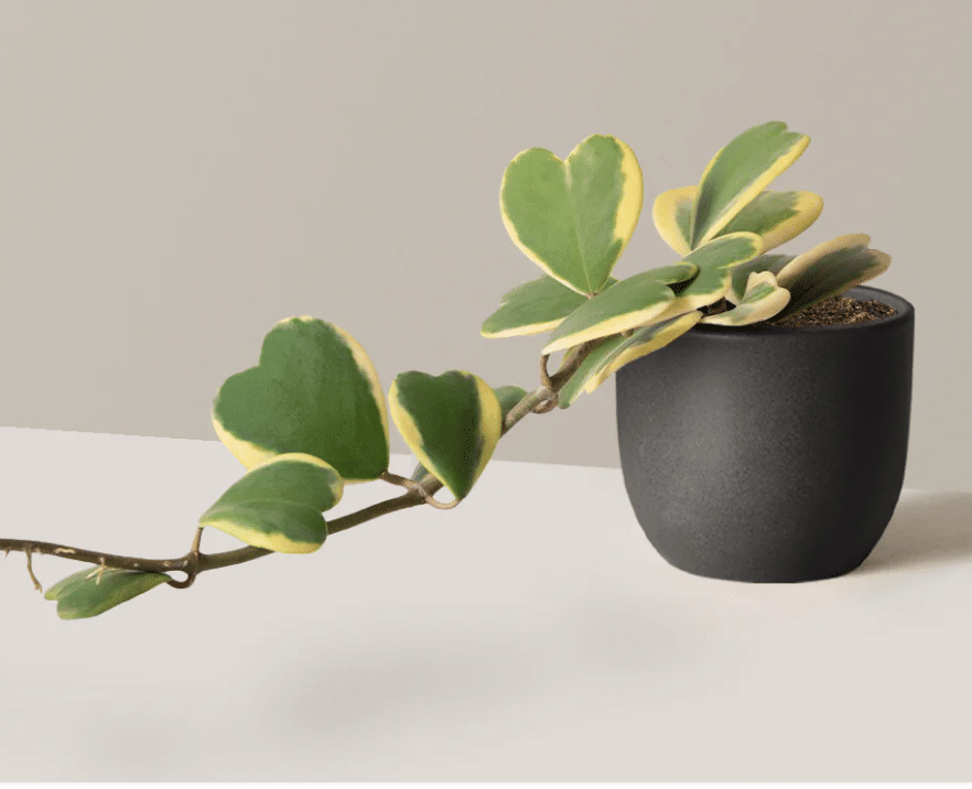 Hoya kerrii in black trailing pot