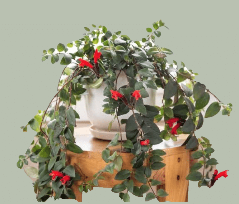 Ultimate Lipstick plant care guide