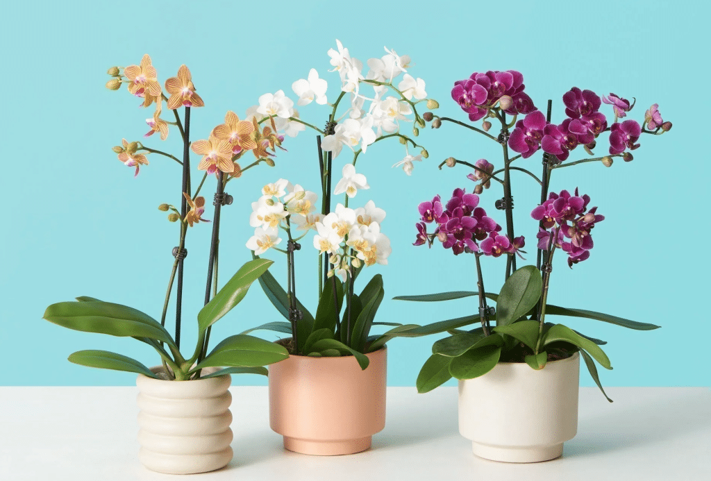 Moth orchids arranged in three: yellow, white, purple