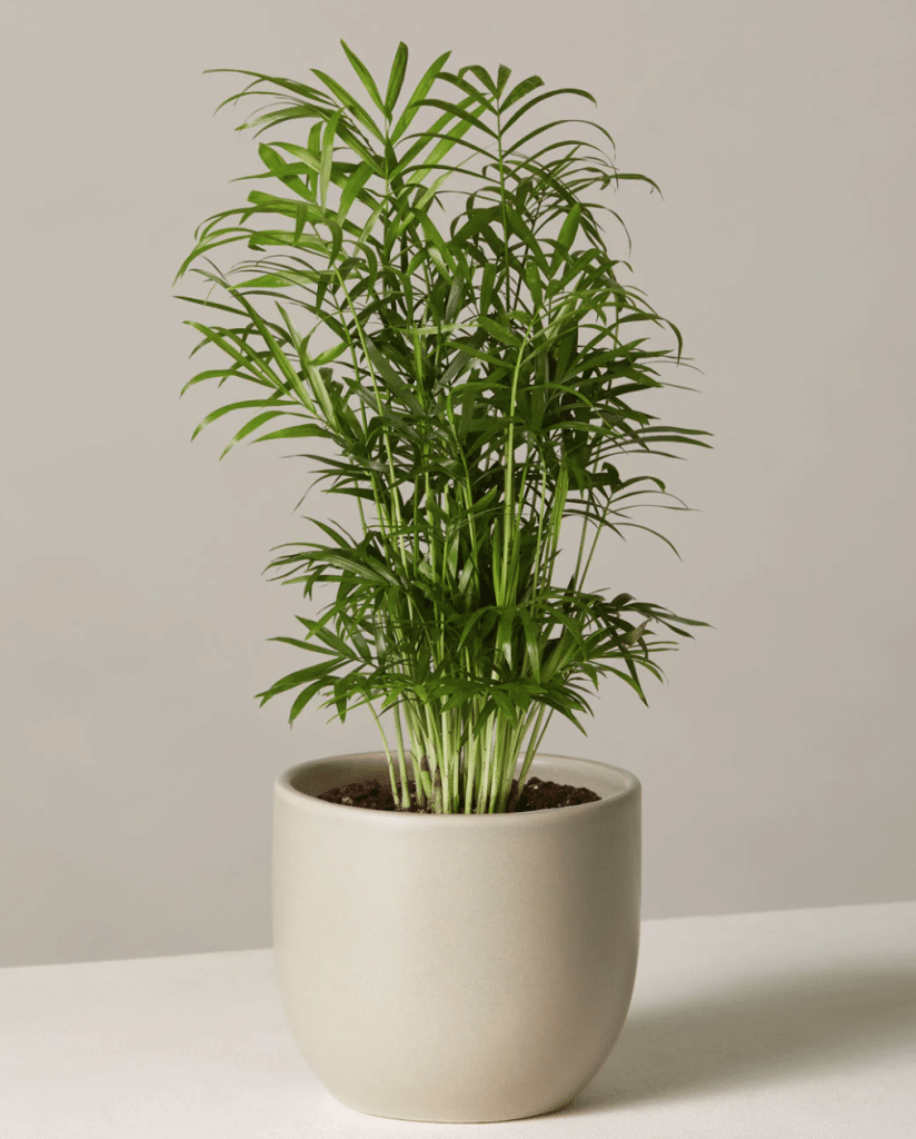 Parlor palm in beige pot