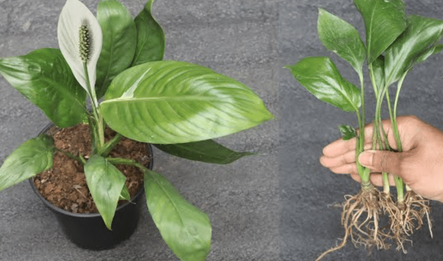 Peace Lily Care: Watering, Fertilizing and Why It Droops - Houseplants Nook