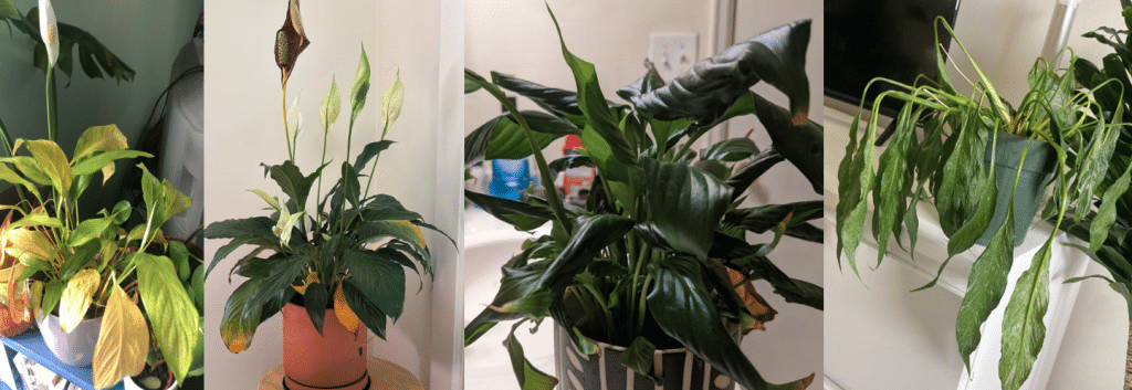 Peace Lily Care: Watering, Fertilizing and Why It Droops - Houseplants Nook