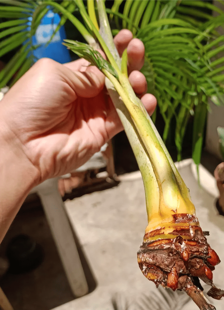 Areca Palm Care: Nature's Best Indoor Humidifier Plant - Houseplants Nook