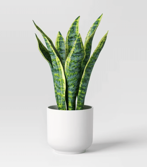 Snake-Plant in white pot