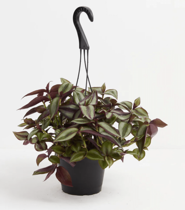 tradescantia in hanging pot