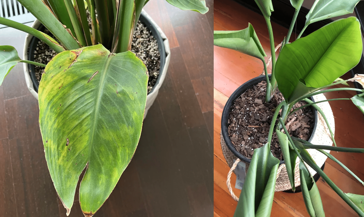 Ultimate Birds Of Paradise care guide - Houseplants Nook
