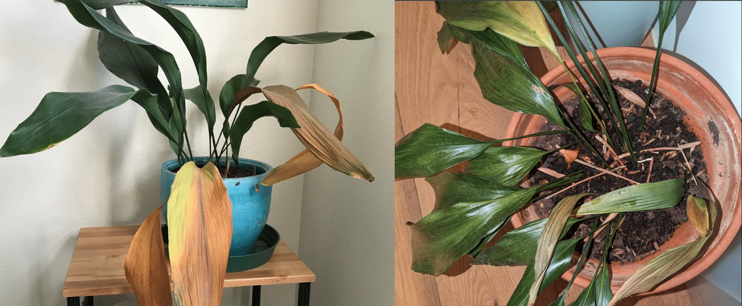 Cast Iron Plant Care: The Nearly Indestructible Pet-safe Houseplant -  Houseplants Nook