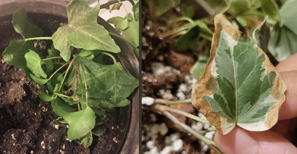 English Ivy Care: How to Grow and Keep It Under Control - Houseplants Nook