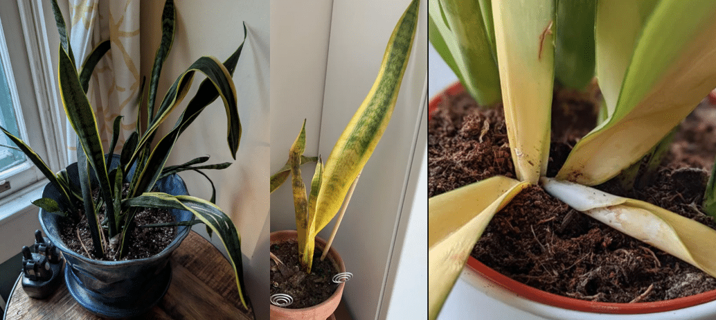 Ultimate Snake plant care guide - Houseplants Nook