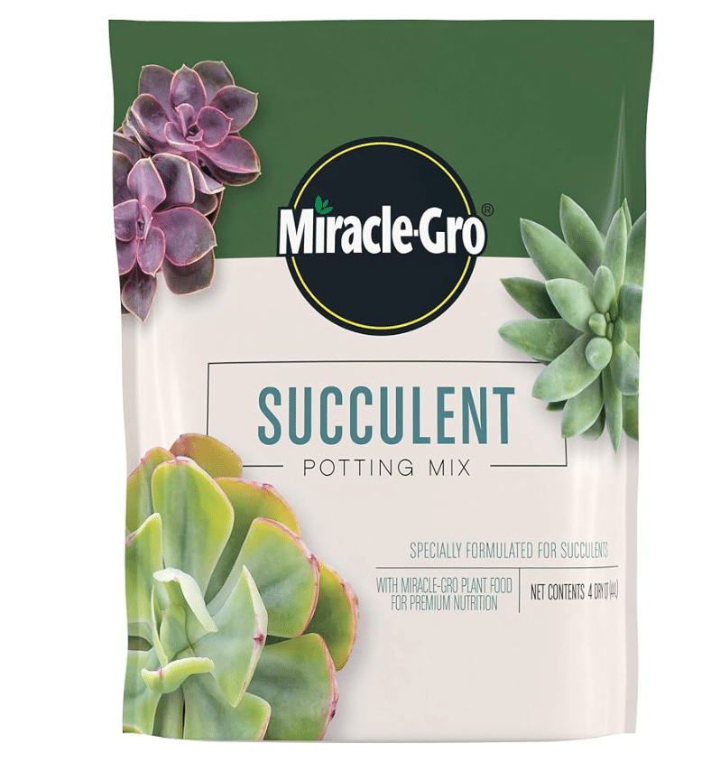 aloe vera potted plant The Snobby Leaf | Aloe Vera - 6 inch Pot main image 1