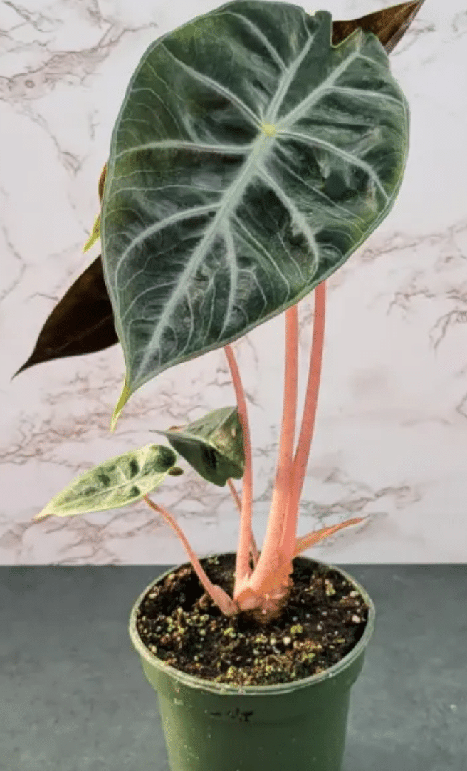 Alocasia pink dragon in black pot