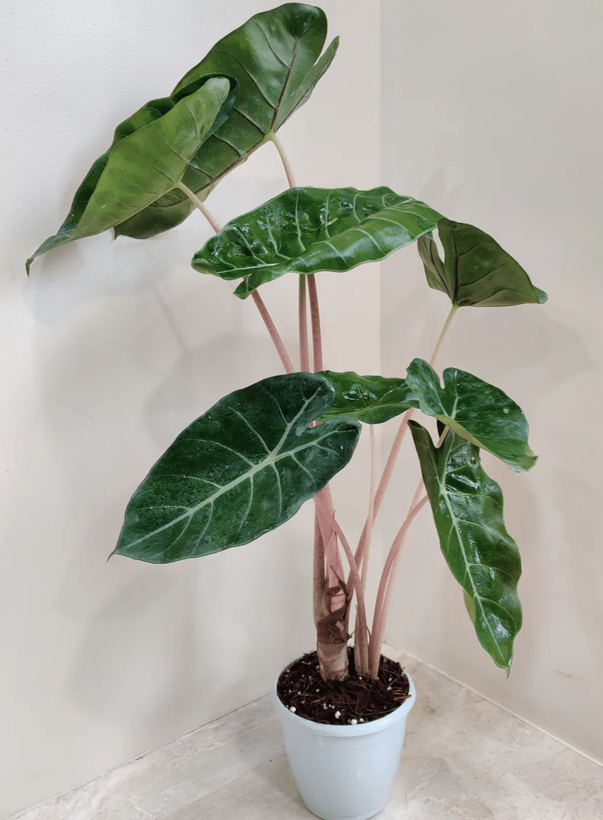 Alocasia pink dragon in ceramic pot