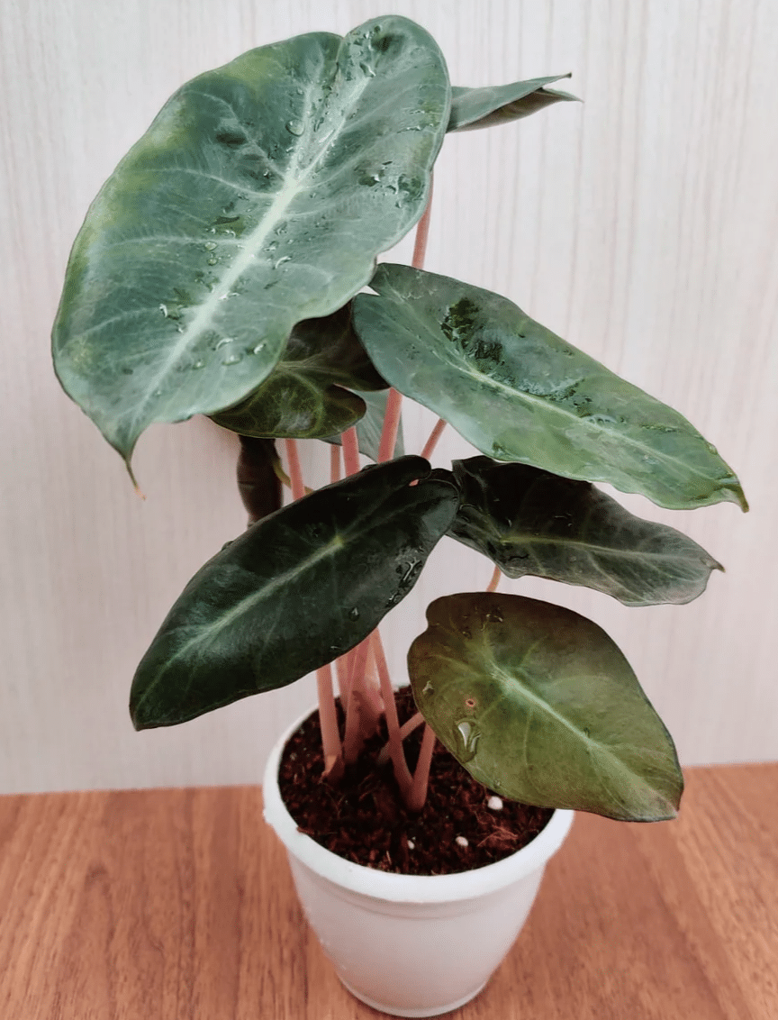 Alocasia pink dragon in white pot