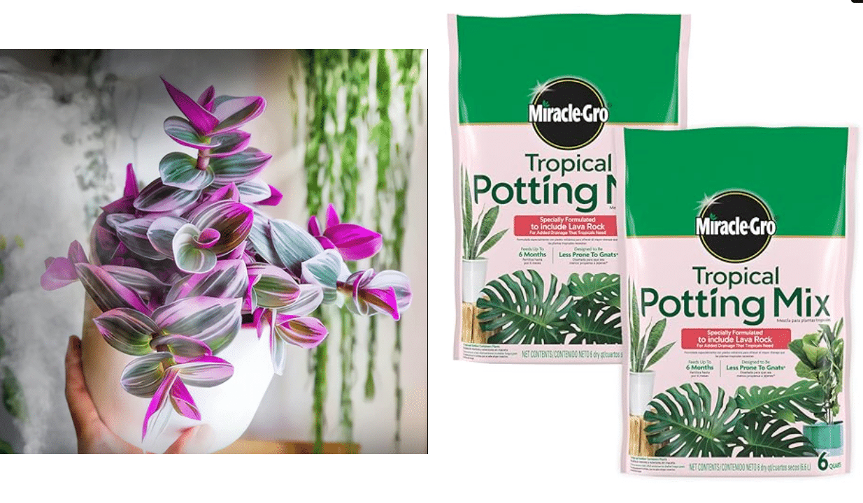 miracle gro soil for tradescantia bubblebum plant