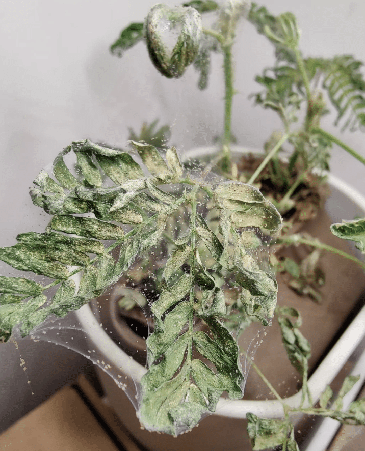 Spider mites on leaves