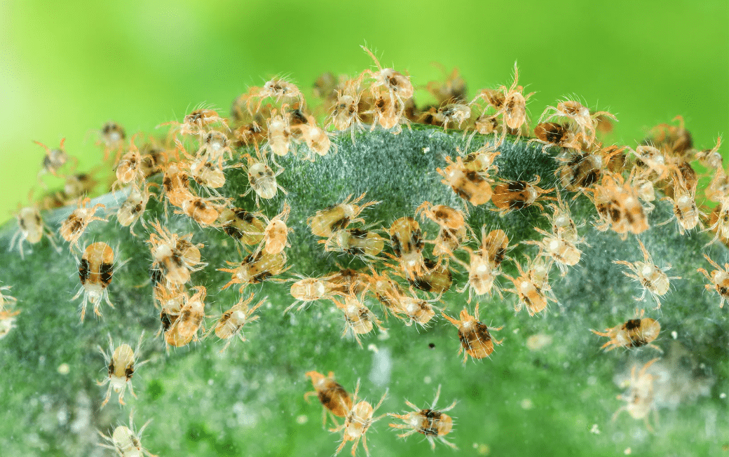 Spider mites