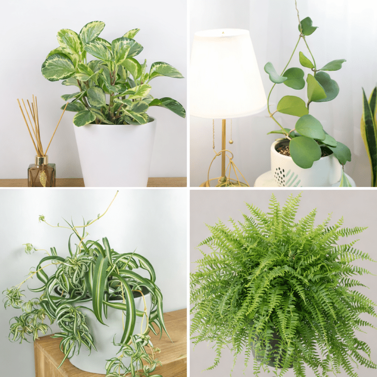 5 pet safe trailing indoor plants (ASPCA verified)