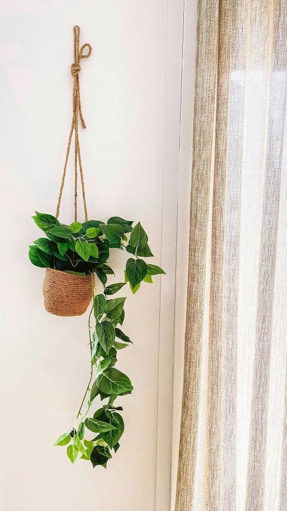 5 pet safe trailing indoor plants (ASPCA verified) - Houseplants Nook