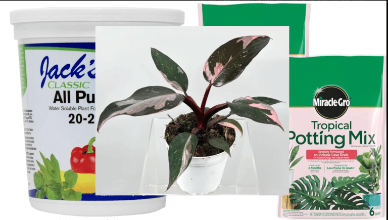 Best Soil and Fertilizer for Pink Princess Philodendron