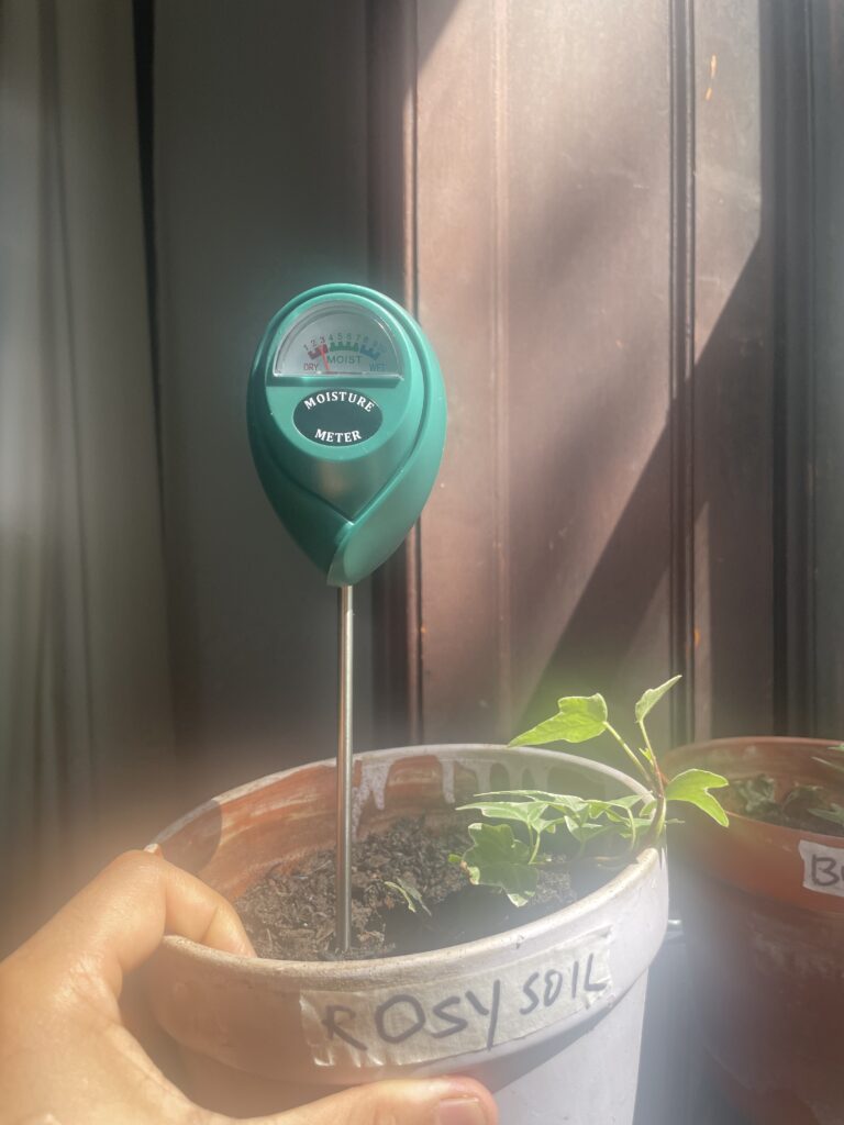 Burpee mix moisture reading of 2 on day 5