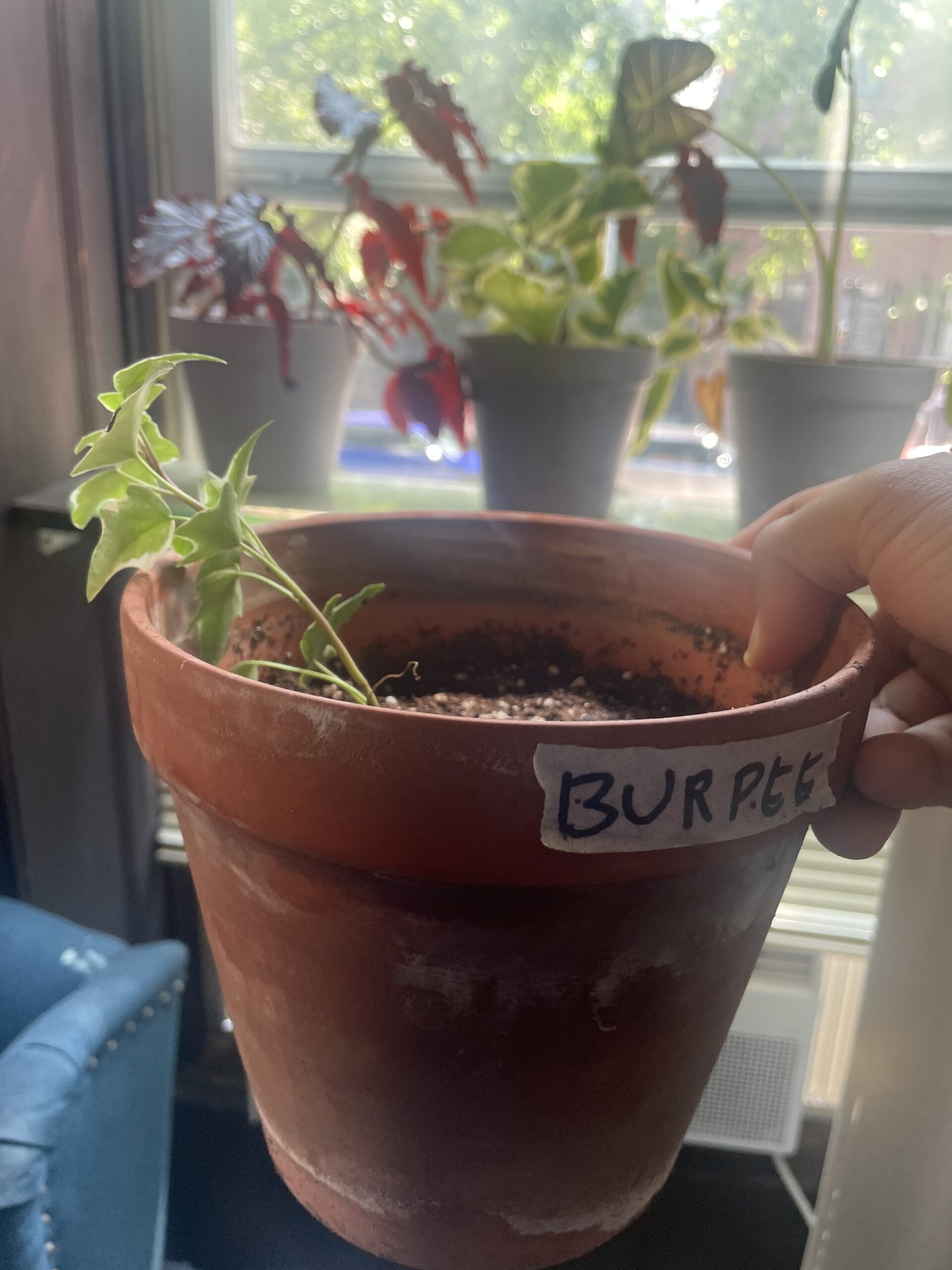12 leaves for the plant at day 15. As you can see the plant is not much bigger than what it was in the cutting form on day 1