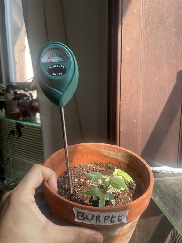 Burpee mix moisture reading of 3 on day 3