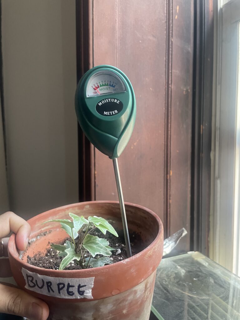 Burpee mix moisture reading of 1.5 on day 7