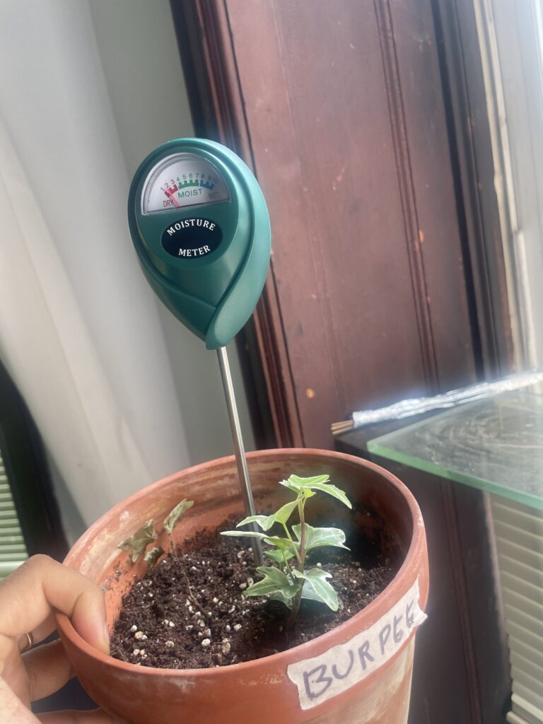 Burpee mix moisture reading of 2 on day 4