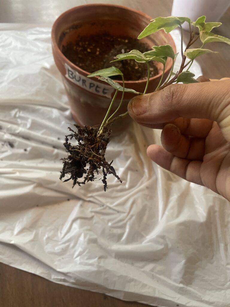 Roots after 15 days for burpee soil mix is the least developped as shown. Almost just as it was before planting.
