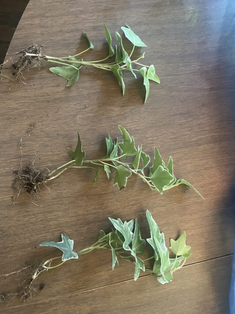 English Ivy cuttings to put in soil for a repot