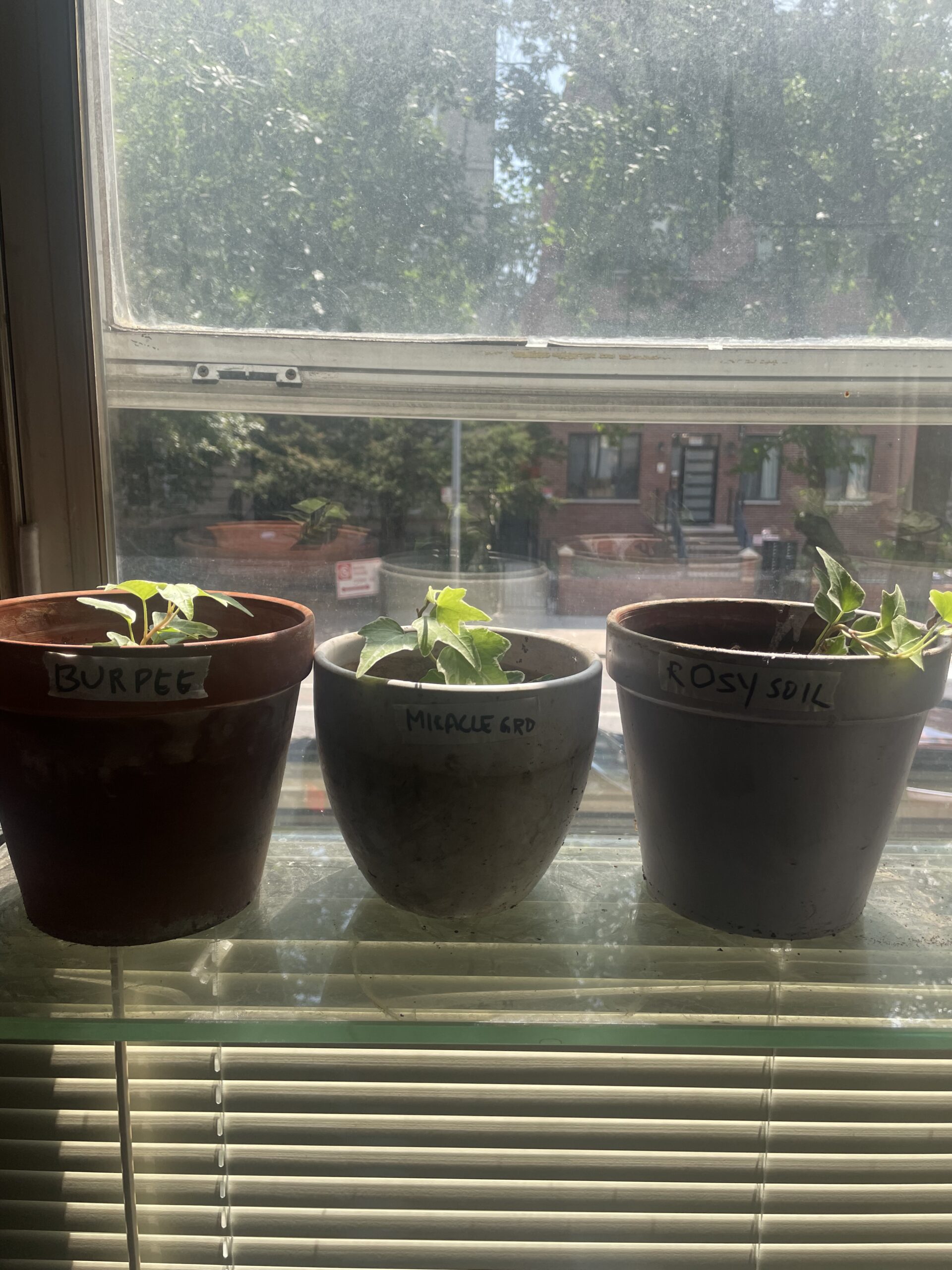 Three pots with their labels on which soil mix they have, kept on a window sill with cuttings of English ivy in each plant to test their root development, growth, moisture retention etc