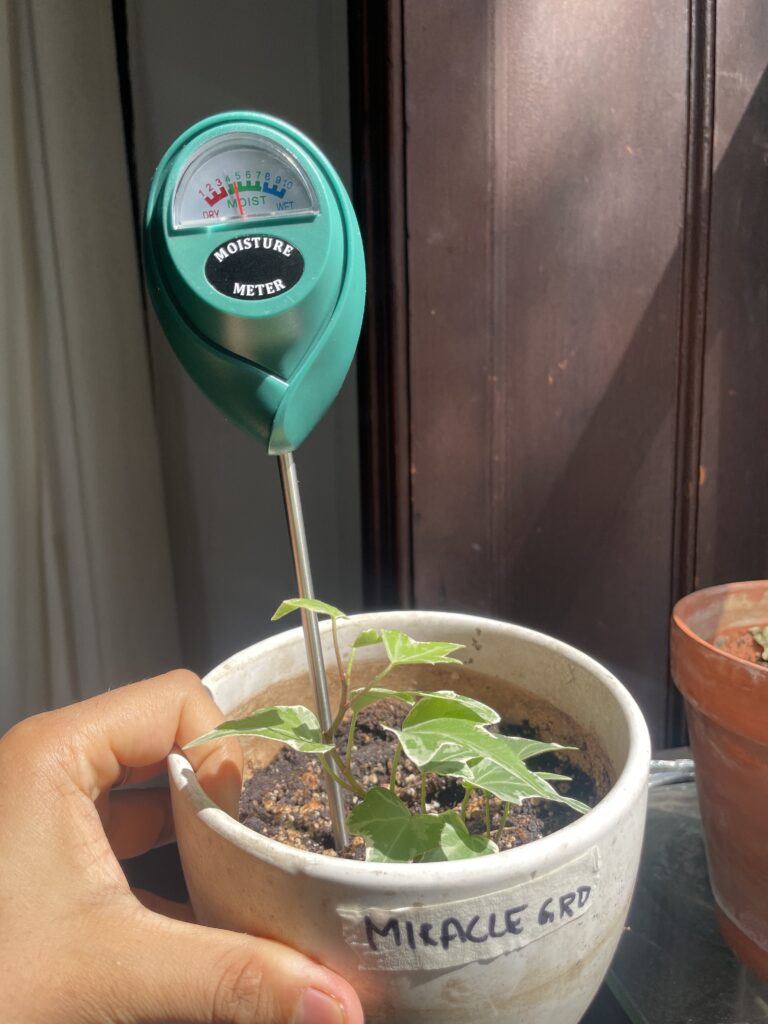 Miracle gro day 5 moisture reading of 4