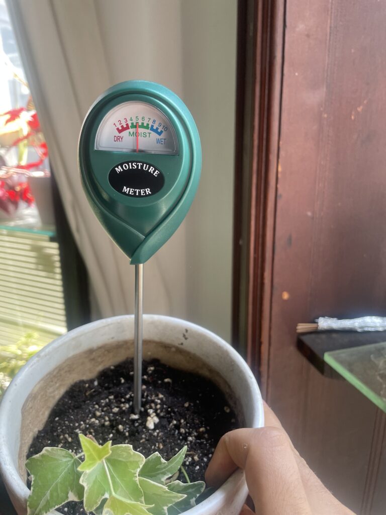 Miracle gro day 2 moisture reading of 6