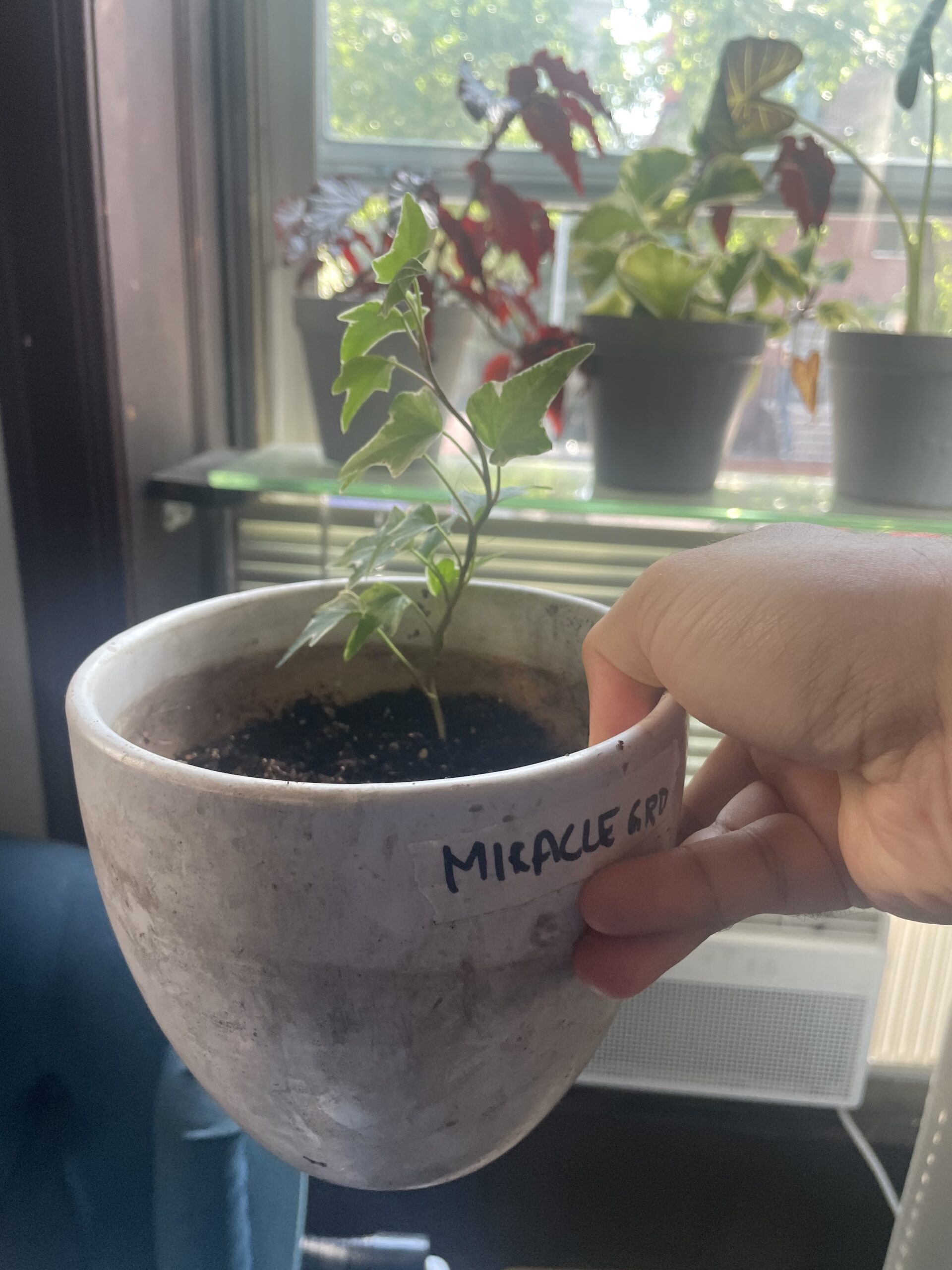 Biggest growth response of all soil mixes. Miracl gro soil mix plant had 5-6 extra leaves and the plant looks health and upright.