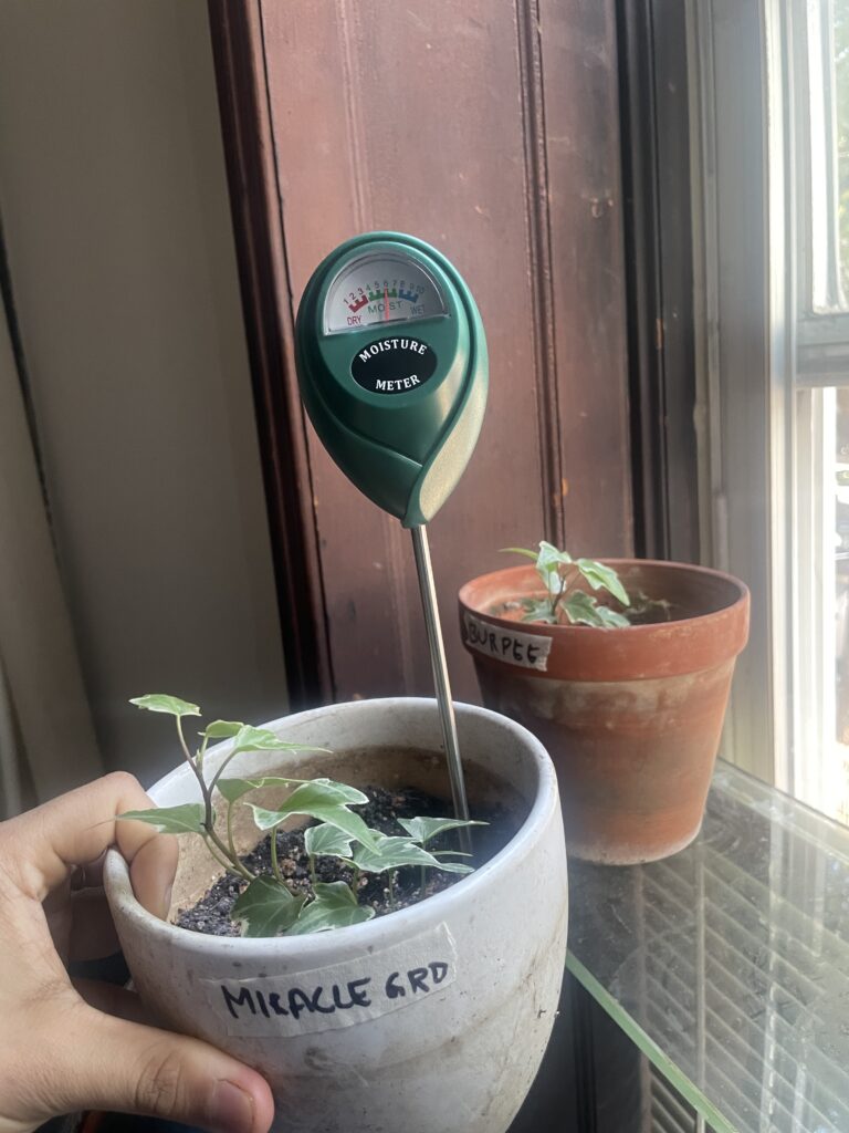 Miracle gro day 4 moisture reading of 5