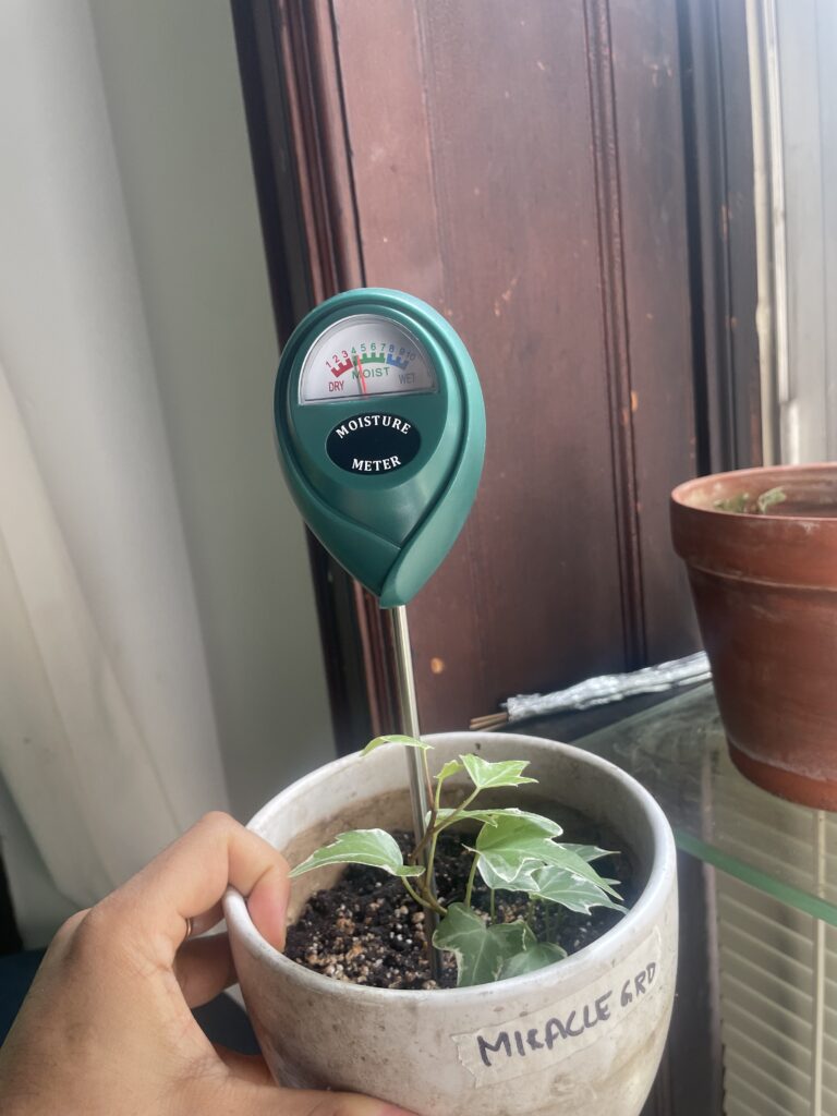 Miracle gro day 6 moisture reading of 4